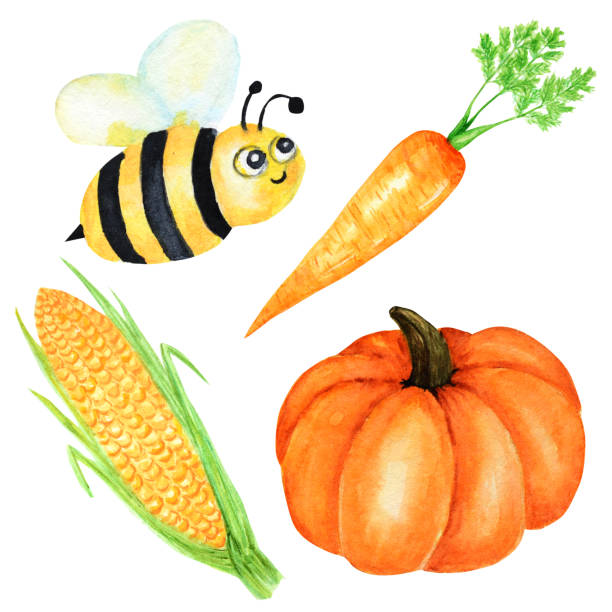 акварель окрашена коллекция оранжевых овощей тыквы, кукурузы, моркови и пчелиного насекомого. рука обращается свежие веганские продукты п� - fennel vegetable food white background stock illustrations