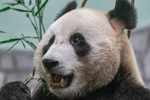 giant panda (Ailuropoda melanoleuca), head portrait, eating bamboo