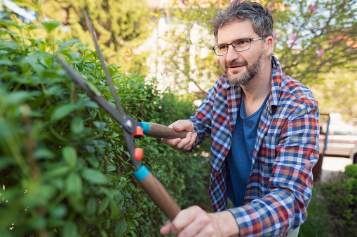 Man arranges the hedge in his backyard.