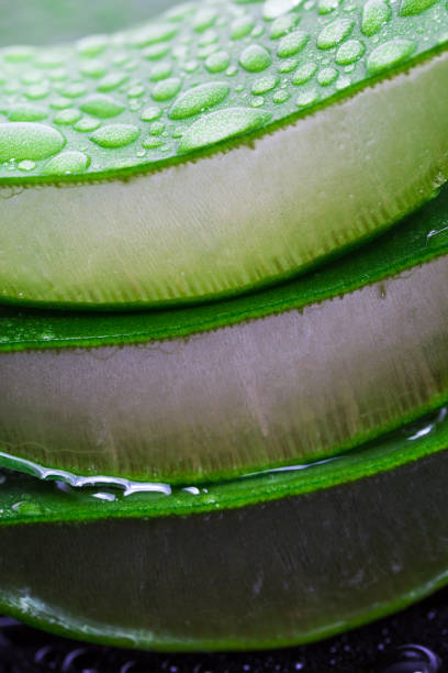 istock Aloe leaves with drops closeup. 1168171997
