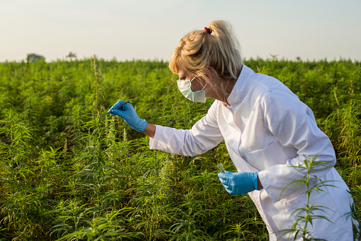 Scientist with tweezers taking samples and observing CBD hemp plants on marijuana field. She is using glass tube