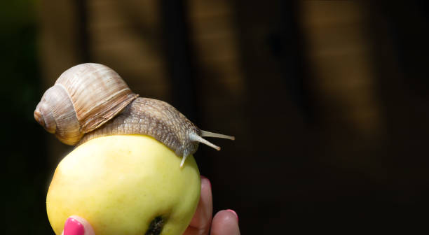 caracol de jardín en una manzana - snail environmental conservation garden snail mollusk fotografías e imágenes de stock