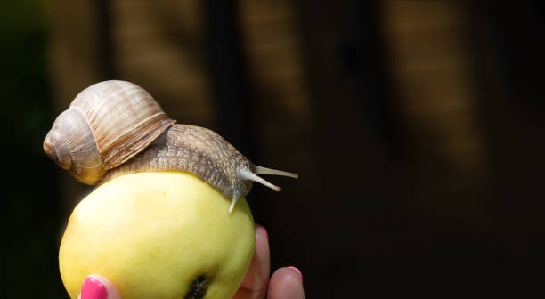 caracol de jardim em uma maçã - snail environmental conservation garden snail mollusk - fotografias e filmes do acervo