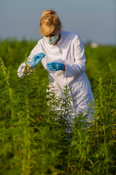 istock Scientist with tweezers taking samples and observing CBD hemp plants on marijuana field. She is using glass tube 1168172128