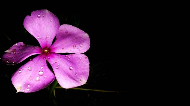 istock Catharanthus roseus, commonly known as bright eyes, Cape periwinkle, graveyard plant, Madagascar periwinkle, old maid, pink periwinkle, rose periwinkle,is a species of flowering plant 1168173149