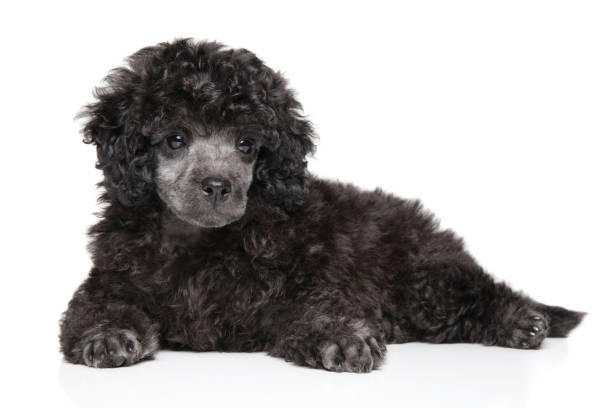 istock Toy poodle puppy lying on white background 1168176826