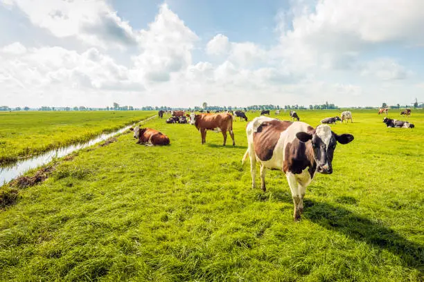 Backlit image of grazing and ruminating cows with transponders for identifiaction in a Dutch polder.  The photo was taken on a cloudy day in summertime near the village of Langerak, Alblasserwaard.