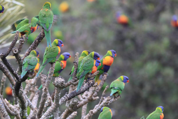 istock Rainbow Lorikeet, Queensland, Australia 1168178855