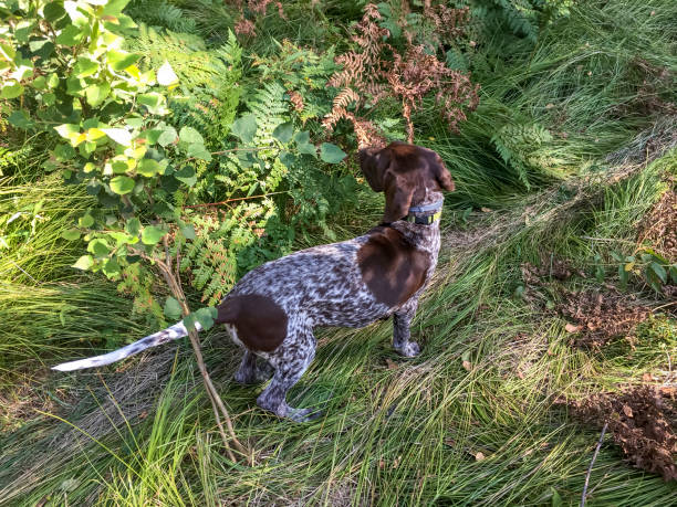 istock Puppy dog  breed German Shorthaired Pointer. 1168180413