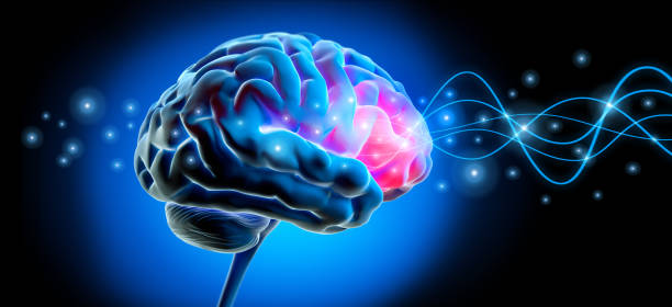 istock Human brain and neural nerve connections 1168180473