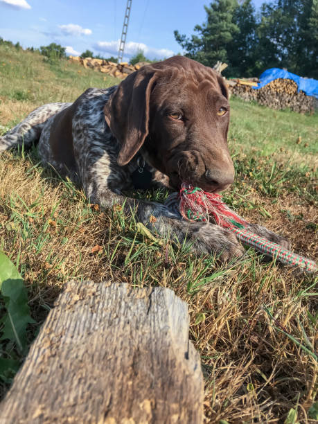 istock Puppy dog  breed German Shorthaired Pointer on the grass 1168180553