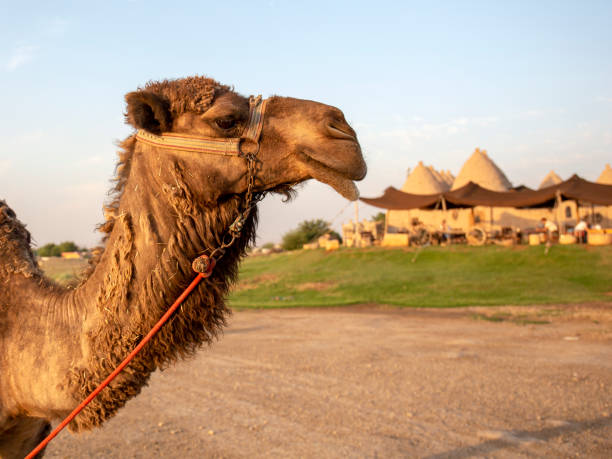 istock Camel portrait in Harran, Sanliurfa 1168180559
