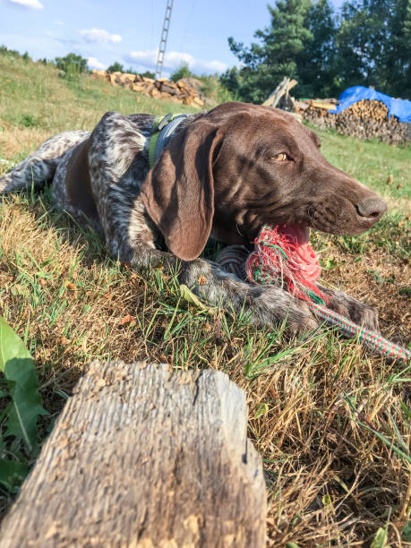 istock Puppy dog  breed German Shorthaired Pointer on the grass 1168181080