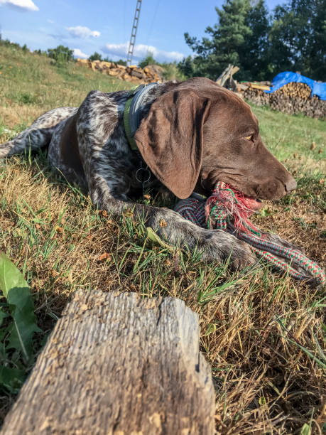 istock Puppy dog  breed German Shorthaired Pointer on the grass 1168181189