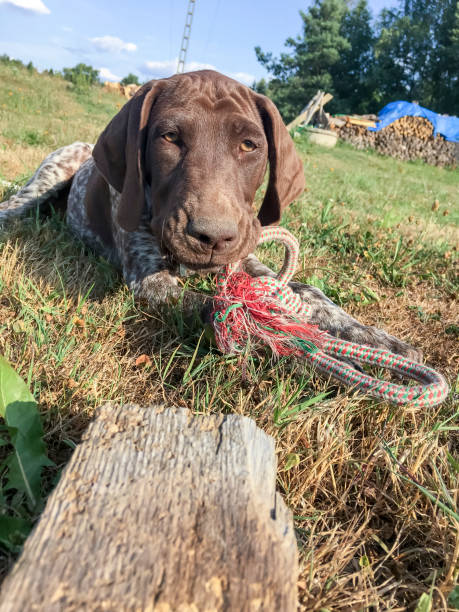 istock Puppy dog  breed German Shorthaired Pointer on the grass 1168181243
