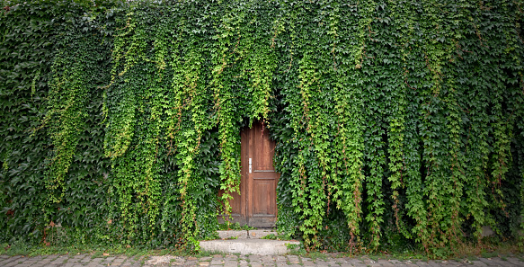 Beautiful Prague Place. Green ivy with door. Wooden door with ivy. Kampa Park in Prague. Romantic garden still life