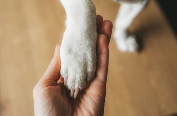 istock Dog paw and the human hand closeup. Top view. 1168181264