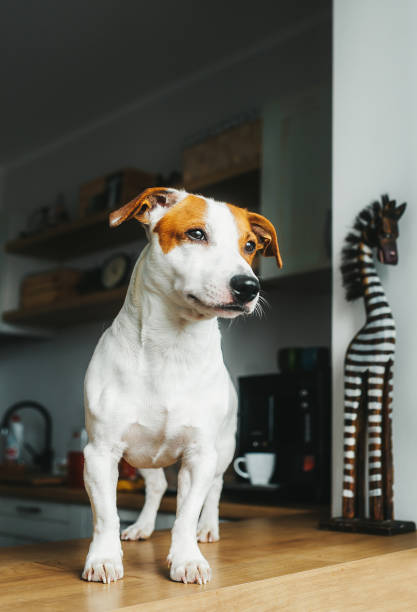 istock Cute Jack Russell Terrier dog stand on the table in home kitchen. 1168181265