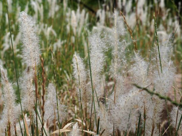 istock Fluffy grass in autumn field 1168181658