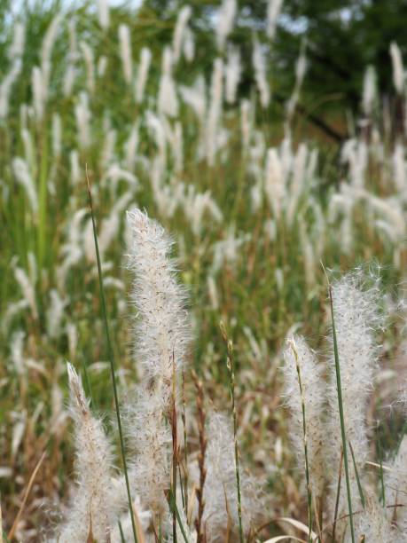 istock Fluffy grass in autumn field 1168181718