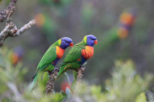 istock Rainbow Lorikeet, Queensland, Australia 1168182877