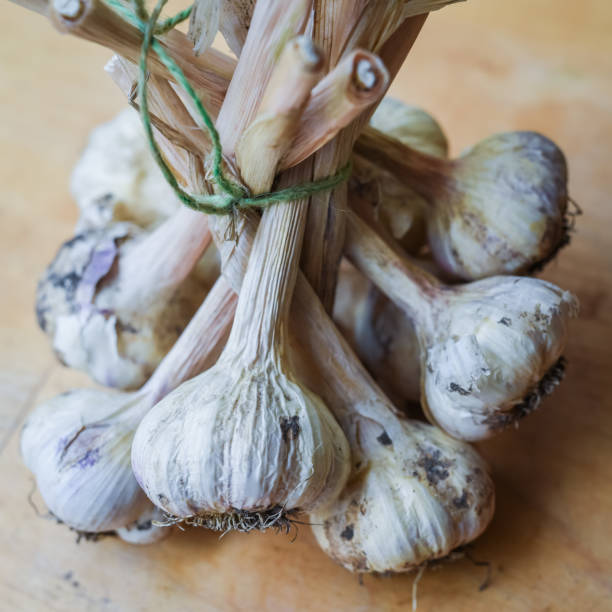 istock Heads of garlic 1168182972