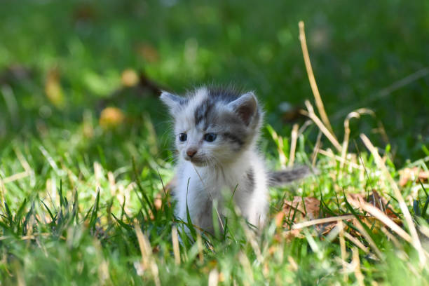 istock Curious little kitten play in the grass 1168184400