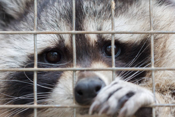 istock Raccoon in cage of zoo 1168184464