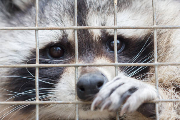 istock Raccoon in cage of zoo 1168184493