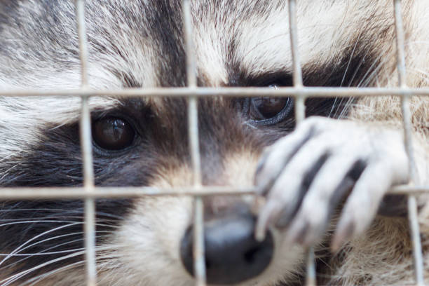 istock Raccoon in cage of zoo 1168184497