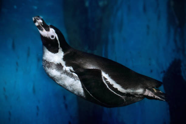 istock Humboldt penguin (Spheniscus humboldti) swimming underwater. Close up 1168184693