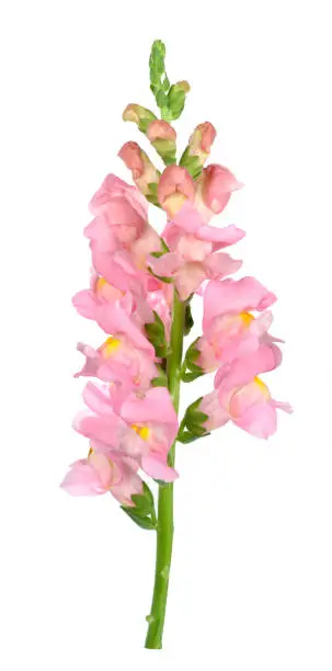 pink  snapdragon flower isolated on white background