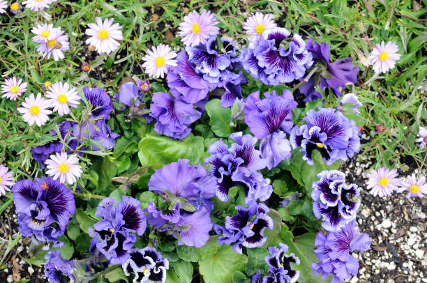 istock purple pansy flower 1168187372