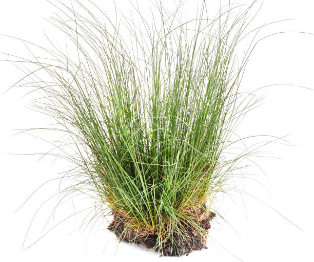 istock Bunch of green grass. 1168188810