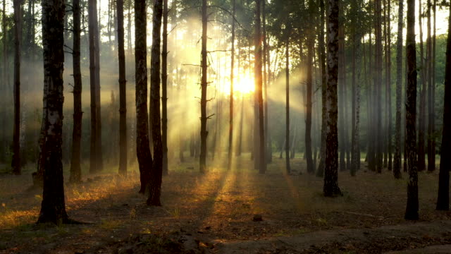 Fresh foggy morning in a pine forest, the sun's rays falling to the ground through the branches of trees