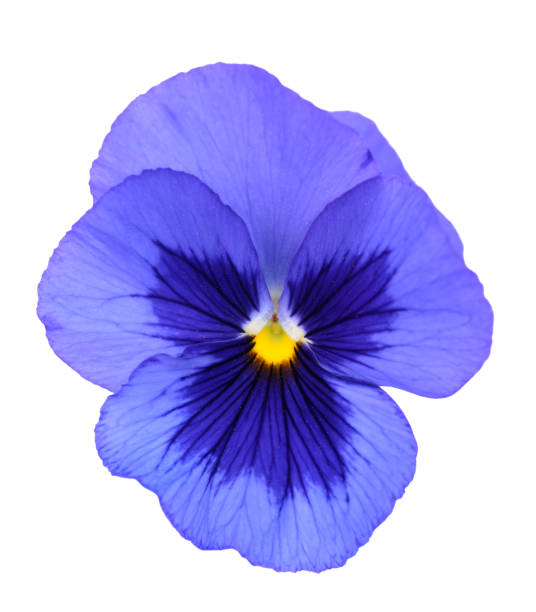 istock purple pansy flower 1168190320