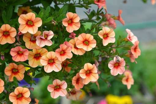 orange petunia flowers in the garden for background uses