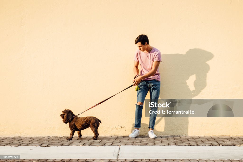 Millenial boy walking his dog Millenial boy walking his English Cocker Spaniel Dog Stock Photo
