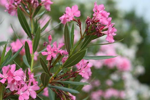 Branches of pink oleander flowers