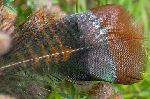 Macro image of wild turkey feather