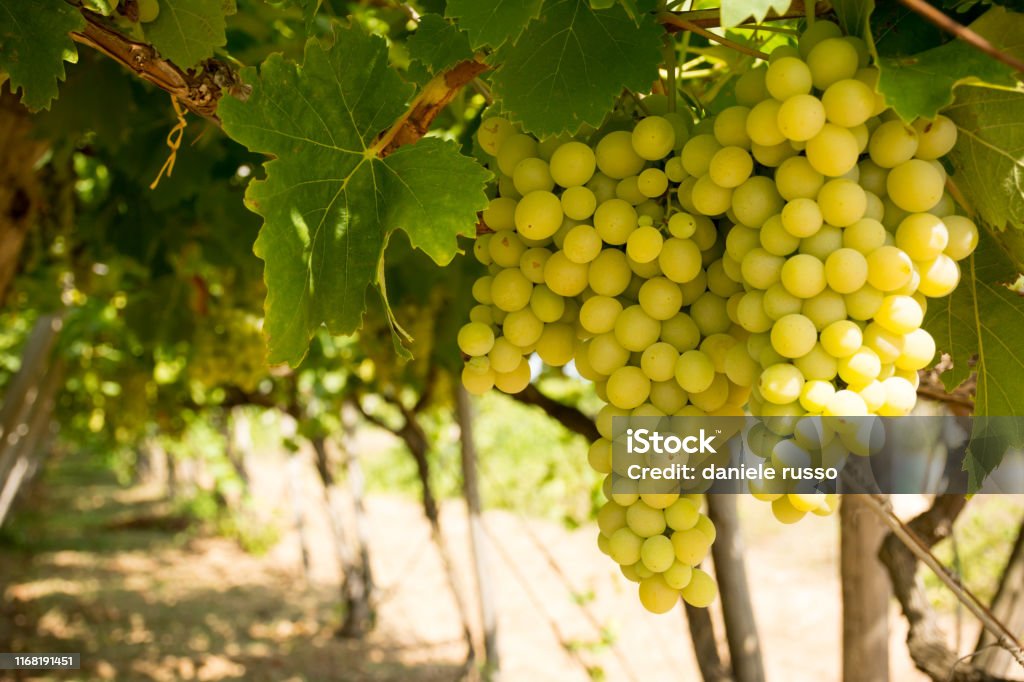 Horizontal View of Close Up of Plantation of White Table Grapes at Midday in August in Italy on Blur Background Agricultural Field Stock Photo