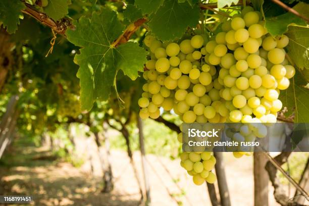 Horizontal View Of Close Up Of Plantation Of White Table Grapes At Midday In August In Italy On Blur Background Stock Photo - Download Image Now