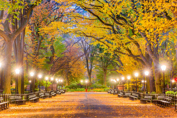 центральный парк нью-йоркской осени - scenics pedestrian walkway footpath bench стоковые фото и изображения