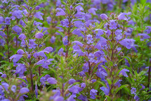Blue flowers of Moldavian Dragonhead in the garden. medicinal and nectar plant. Dracocephalum moldavica