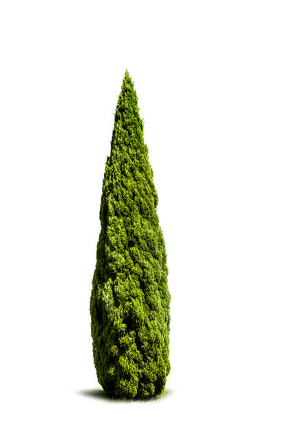 Green cypress isolated on white background stock photo