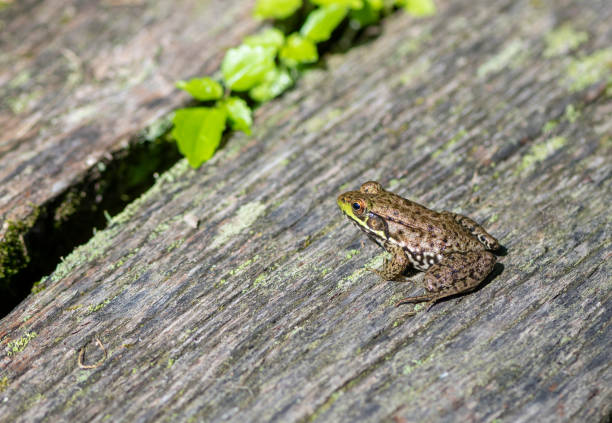 istock Young Bullfrog in the Sun 1168196681