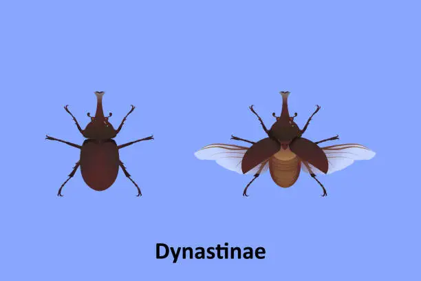 Vector illustration of The life cycle of the Dynastinae