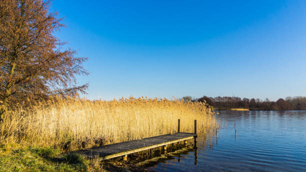 istock landscape with jetty at a lake and reed grass 1168197846