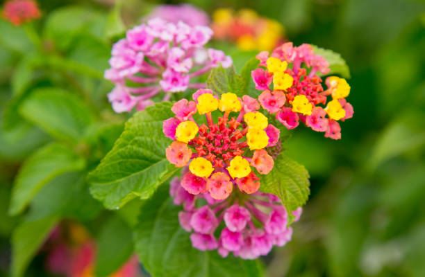 istock Flowering Lantana camara plant 1168198115