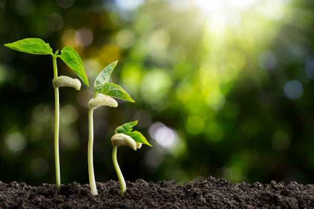 istock Growing green sprout on blurred green bokeh background, environmental concept 1168198432
